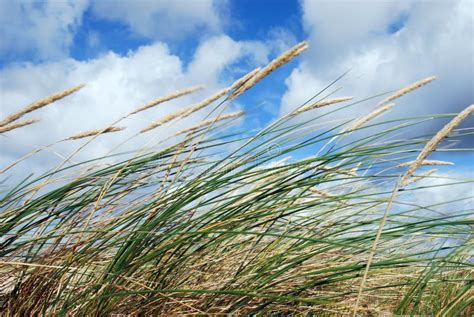 Grass In The Wind Stock Photo Image Of Grass Clouds 6290074
