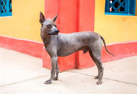 Perro Sin Pelo Peruano Exótico Y Estiloso