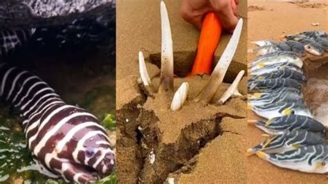 Suka Ke Pantai Hati Hati Sama 15 Hewan Laut Lucu Ini Yang Sangat