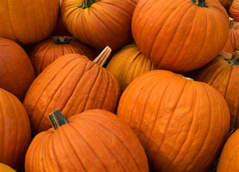 Seekingdecor Pumpkin Colored Finds For October