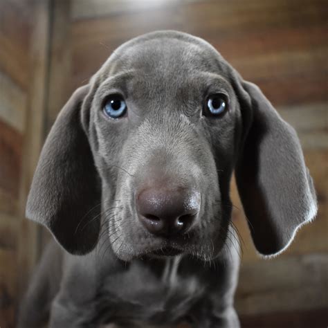 In addition to being useful dogs, they have a smooth and subtle beauty that makes them extremely photogenic. Weimaraner (M) My Name Is Wes "PUPPY SPECIAL" WAS $1699.99 ...