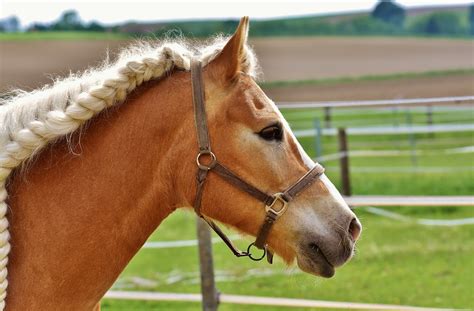 Do Horses See Colors Are They Color Blind Pet Arenas