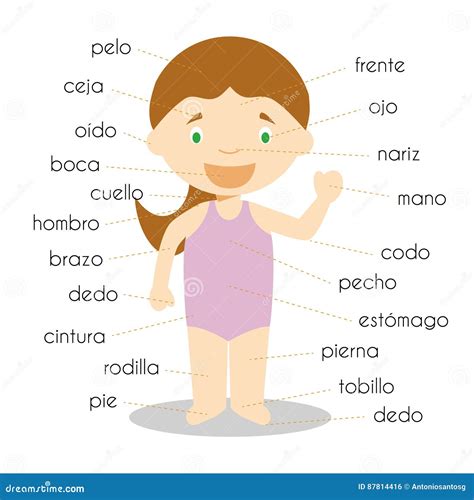 Human Body Parts Vocabulary In Spanish Vector Illustration
