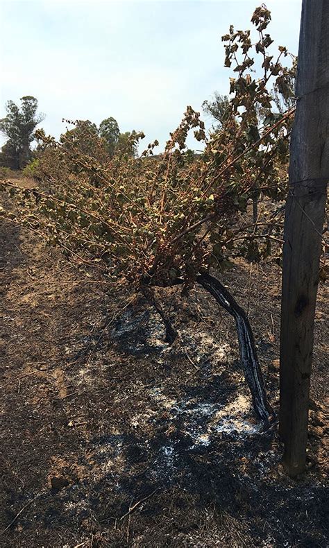 After Fires Chile Rebuilds Devastated Wine Regions Wine Spectator