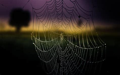 Spiders Web Wallpaper Bezypoly