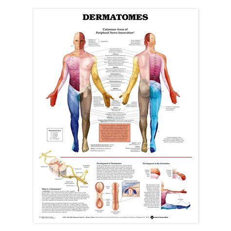 Printable Dermatome Charts Printable Chart Images And Photos Finder