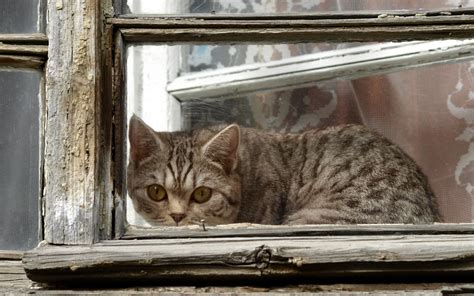 Wallpaper Window Whiskers Frame Wild Cat Kitten Fauna