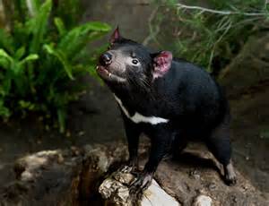 Tasmanian devils born on australian mainland for first time in 3,000 years. Tasmanian devils pull back from brink of extinction | The ...
