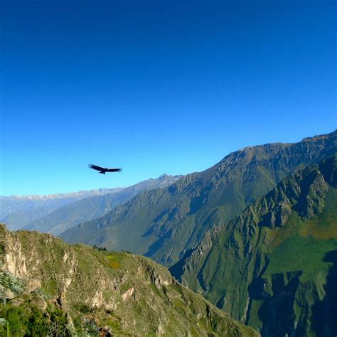 Condors Cross Cabanaconde All You Need To Know Before You Go