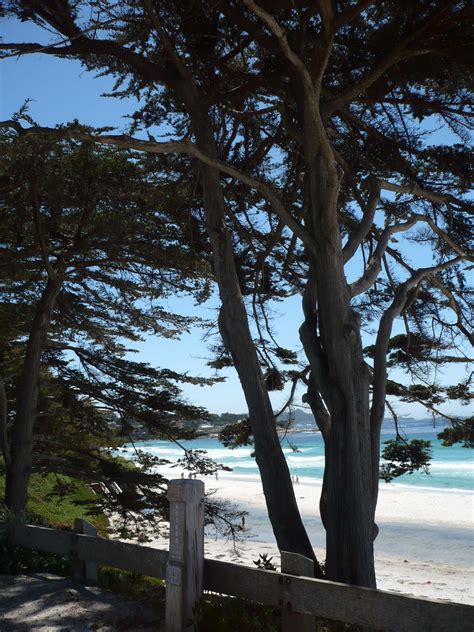 I Love The Trees In Monterey Carmel Area In California Monterey