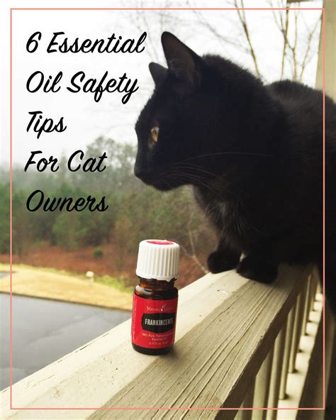 It's difficult to make blanket statements about essential oils for pets because cats have some extra considerations even beyond those for dogs. 6 Essential Oil Safety Tips for Cat Owners | Meow Lifestyle