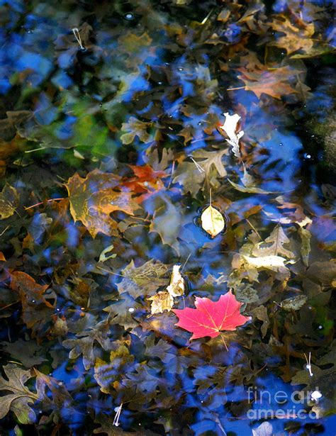 Autumn Reflections 2 Photograph By Nancy Mueller Fine Art America