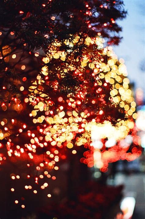 City Trees Christmas Lights Stock Photo Image Of Leaves Holiday 1708998