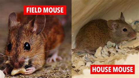 differences between field mice versus house mice mouse trap guide