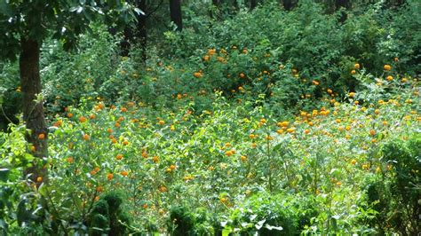 Field Of Orange Flowers Free Stock Photo Public Domain Pictures