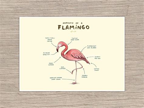 Anatomy Of A Flamingo Signed Art Print Etsy Uk