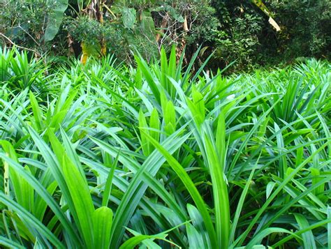 Obtained from highly regulated extraction processes. Pandan leaves "I think it's going to be the new matcha ...