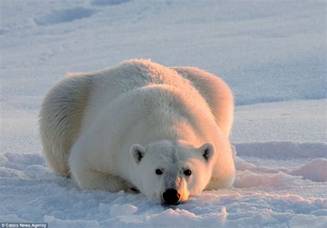 Josh Anon Photographs Polar Bear Left Floating On An Arctic Ice Floe