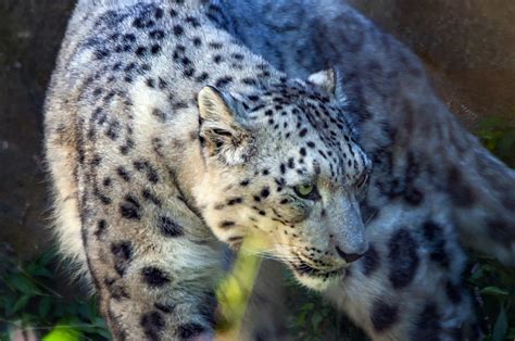 International Snow Leopard Day — Yukon Conservation Society