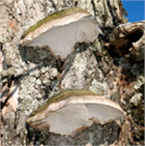 Artist's Conk (Ganoderma applanatum) - Mushroom-Collecting.com
