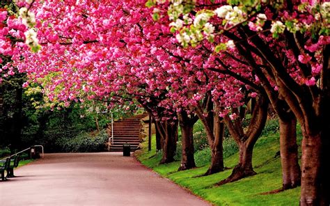 Cực Chất Bộ Sưu Tập Hình ảnh Mùa Xuân đẹp Nhất Thế Giới Với Hơn 999