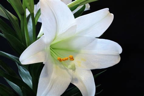 Easter Lily Close Up Free Stock Photo Public Domain Pictures