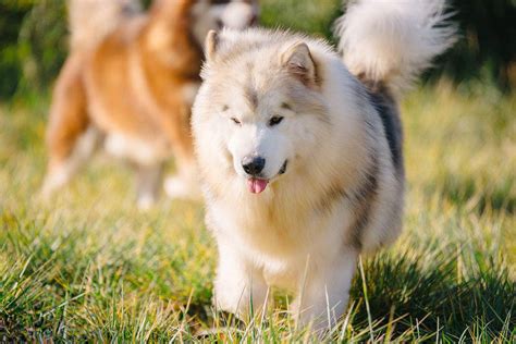 阿拉斯加馬拉穆（alaskan malamute） 就是大家所知道的 阿拉斯加雪橇犬 or 馬拉穆 但大家都把他們當成哈士奇 因為真的很像. 阿拉斯加犬图片 阿拉斯加雪橇犬高清壁纸
