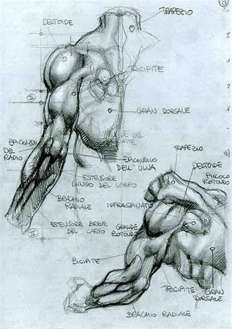 Art anatomy, in particular on the geometrical simplification of the human body. http://www.simonebianchi.com/uk/gdisplay_0_0_0_0.php ...