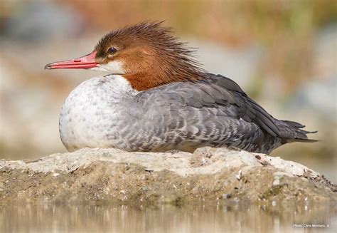 Common Merganser Ducks Unlimited