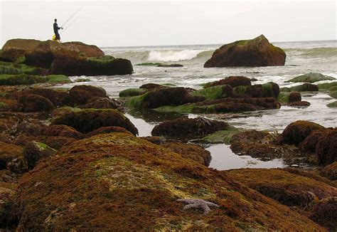 The San Pedro Tide Pools We Love Going When Were In California San