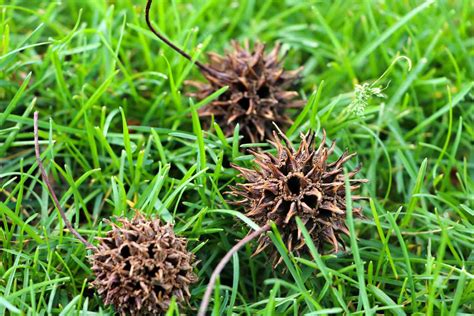 Trees With Spiky Seed Balls