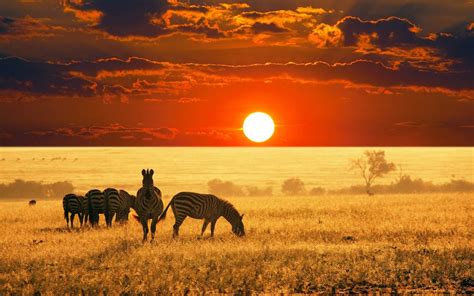 Black and White Wallpapers: Africa Sunset Landscape Wallpaper