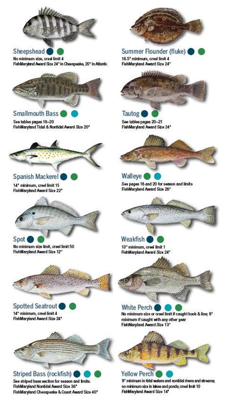 Fish Identification Maryland Fishing Eregulations