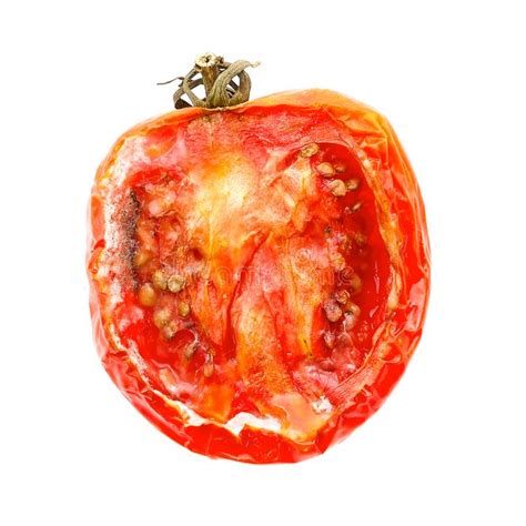 Bad Tomato Stock Image Image Of Splat Mold Decay 114666927