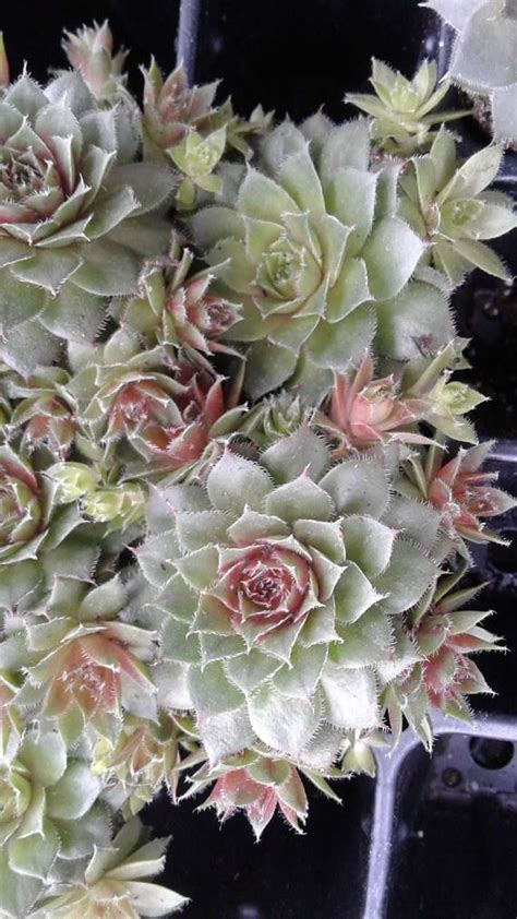 Hardy Hens And Chicks 4 Pack Sempervivum Tectorum Hens And Chicks