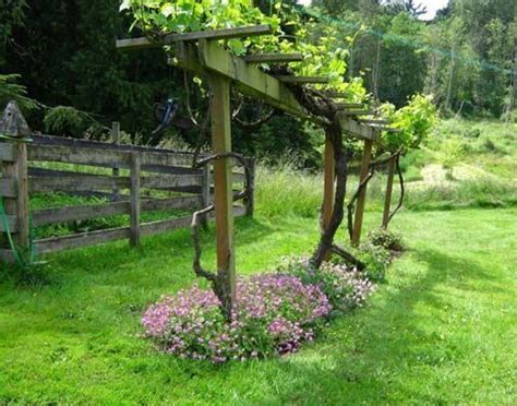 Drive wooden stakes in the ground at each end where you will install the grape vine trellis. Creative DIY ideas for support climbing vegetables, plants and flowers | Backyard vineyard, Vine ...