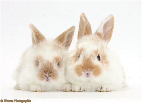 Free Download Cute Bunny Backgrounds X For Your Desktop Mobile Tablet Explore