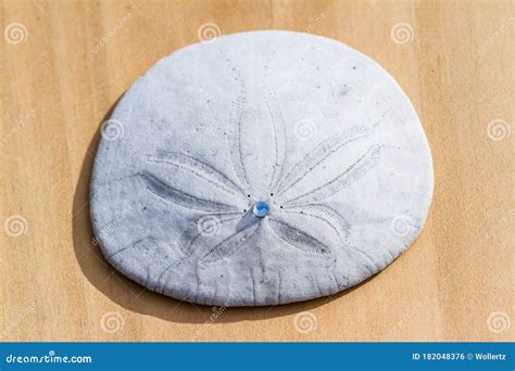 Close Up Of A Sand Dollar Stock Photo Image Of Clypeasteroida 182048376