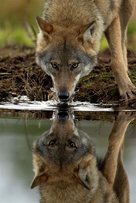 Wolf Drinking Water From Lake With Reflection Finland Photograph By