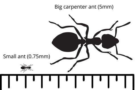 How Tall Are Ants ⇒ Ant Size Chart And Human Comparison