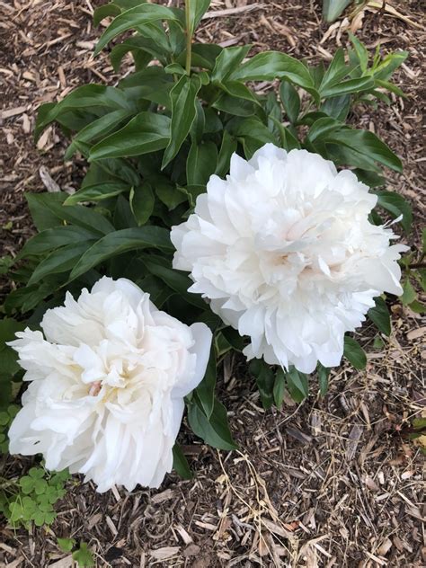 Paeonia Hybrids Garden Peony Herbaceous Peony Hybrid Peony Peony