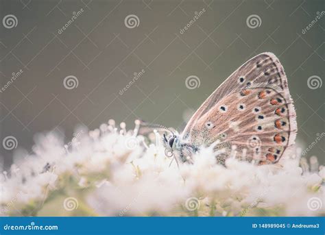 Common Blue Butterfly Stock Image Image Of Andreu Detail 148989045