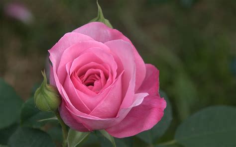 Fiori rosa colore immagini, download di sfondi 2028 foto. Sfondi Rosa (55+ immagini)