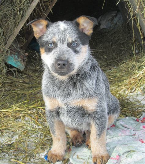 Blue Heeler Dogs Raised In Western Canada Saskatchewan