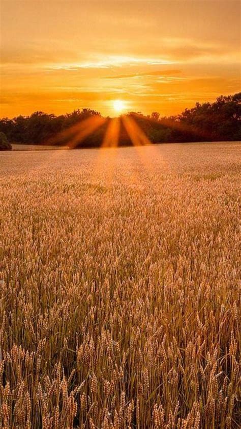 Sunset On A Wheat Field Wallpaper Cartaz