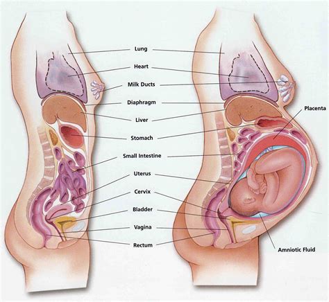 This can effectively educate everyone on the female human body. Pin on Ilustraciones / Illustrations