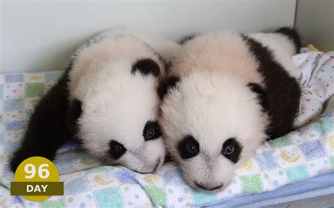 Watch 100 Days Of Baby Panda Development In Three Minutes Baby Panda