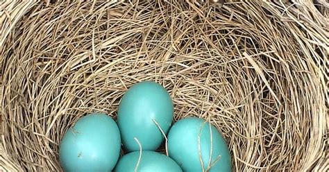 Robin Eggs In Nest Imgur