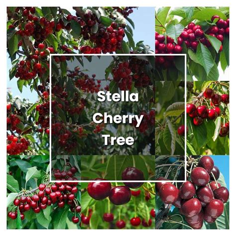 How To Grow Stella Cherry Tree Plant Care And Tips Norwichgardener