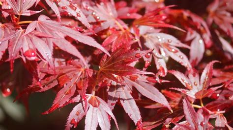 Transplanting Japanese Maples How To Make Sure Your Acer Survives A